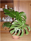 monstera 2