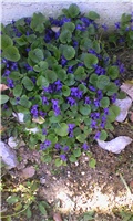 ljubice