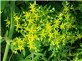 sedum