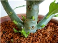 Adenium obesum hibrid