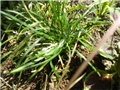 ukrasna trava - korijenko