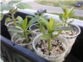 pachypodium decaryi