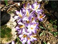 Crocus