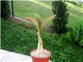 Cyphostemma juttae 