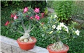 Adenium obesum