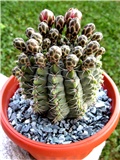 Gymnocalycium 