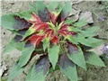 Amarantus  tricolor