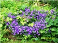 Dalmatinski zvončić - Campanula portenschlagiana blau 