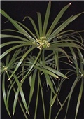 Ciperus