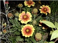 niska gaillardia1