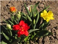 Tulipani