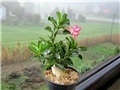 Adenium obesum - sijanc, ožujak 2012