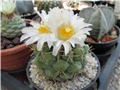 Thelocactus hexaedrophorus  