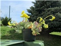 echeveria pulidonis
