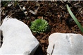 Sempervivum arachnoideum