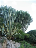 KAKTUSI 