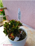 aeonium 6