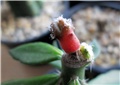 Pereskiopsis astrophytum