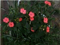 vodenika - lat. impatiens