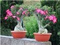 Adenium obesum