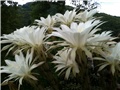 echinopsis