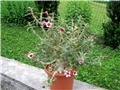 pachypodium bispinosum