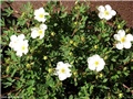 potentilla