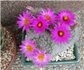 Mammillaria guelzowiana