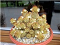 mammillaria elongata