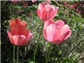 Tulipani