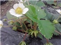 jagode1