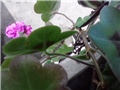 ljubičaste duple pelargonije