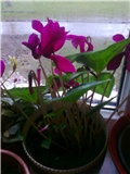 cyclamen