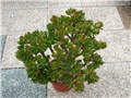 Crassula ovata