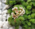 Crassula socialis - cvijet