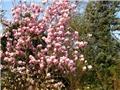 Magnolia x soulangiana 'Alexandrina' 