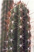 Trichocereus