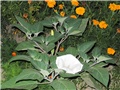 Datura