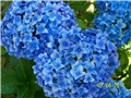 Hortenzija plava