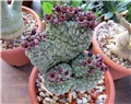Trichocaulon - Larryleachia cactiformis