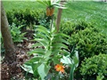 kockavica