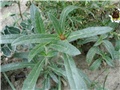 crvena gomphrena