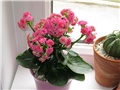 Kalanchoe blossfeldiana