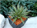 Agave parviflora