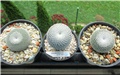mammillaria microthele  mammillaria pectinifera  