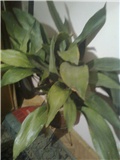 aspidistra