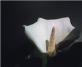 calla aethiopica (etiopski zmijanac)