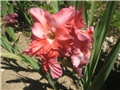 Gladiola