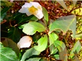 kukrjek