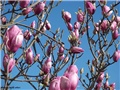 magnolija